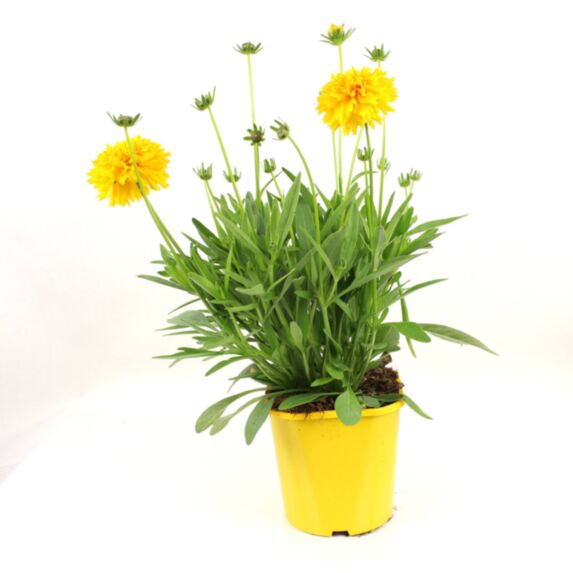 Pot Coreopsis 2L