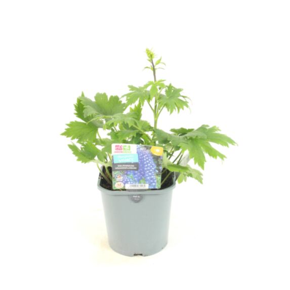 Pot Delphinium Hybride ∅19cm