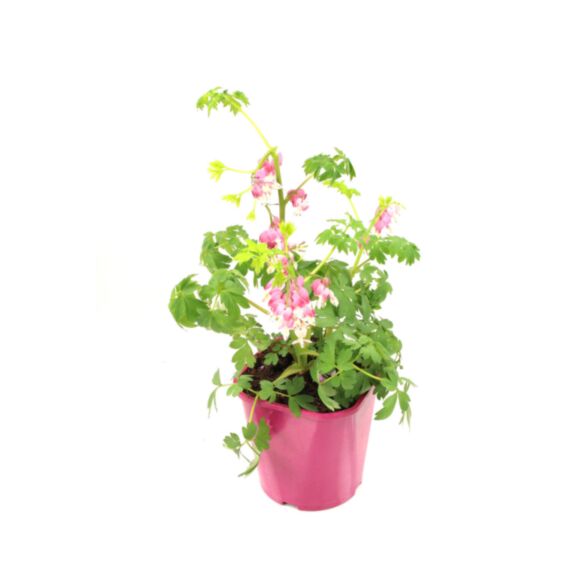 Pot Dicentra Spectabilis 2L