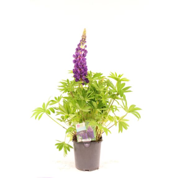 Pot Lupin ∅19cm