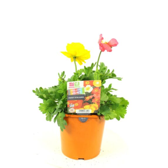 Plante Pavot d’Islande - FLEURON D'ANJOU