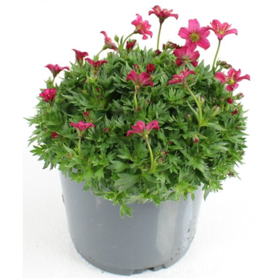 Plante saxifrage Arendsii en pot 10,5cm - FLEURON D'ANJOU