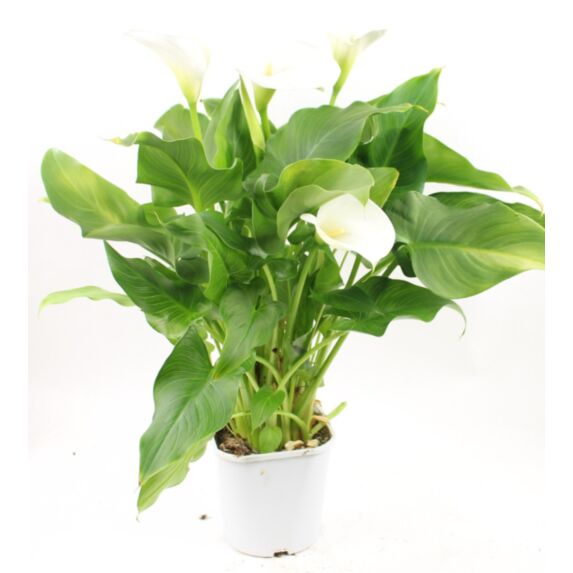 Pot Arum Blanc 2L