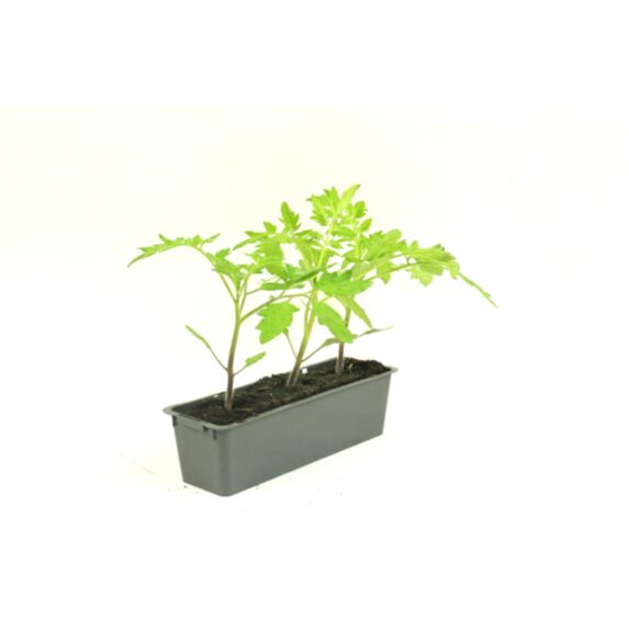 Plants de tomate Montfavet x3 - JARDIN DE VOS ENVIES