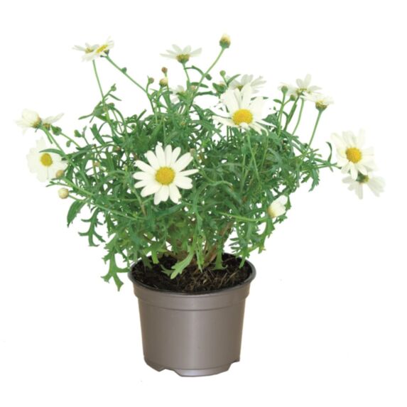 Pot Anthémis ∅10,5cm