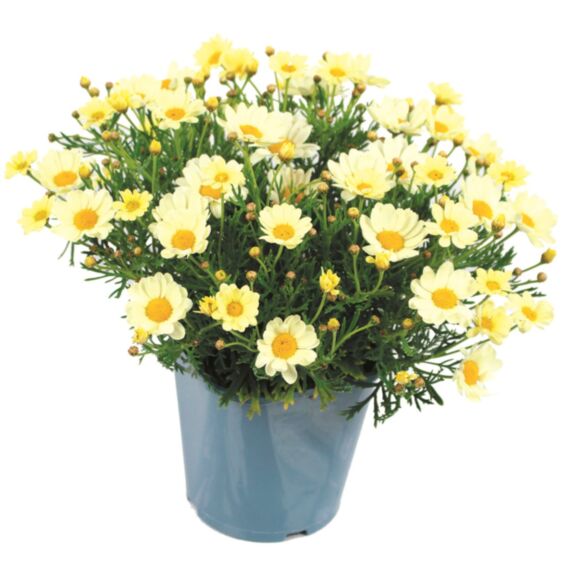 Pot Anthémis ∅18cm Blanc