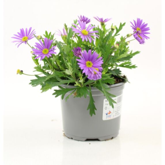 Pot Brachycome ∅10,5cm
