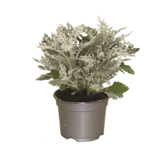 Pot Cineraire Maritime ∅10,5cm