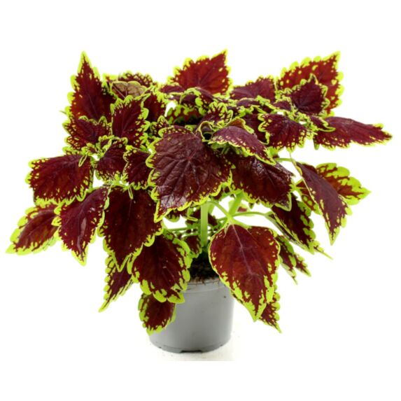 Pot Coleus Bouture ∅10,5cm