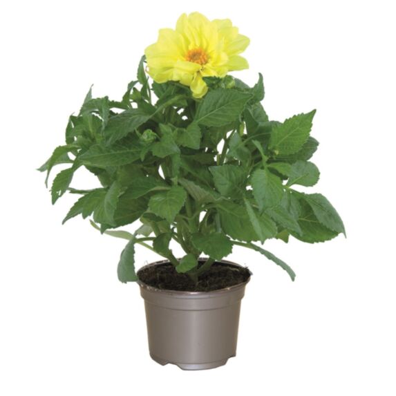 Pot Dahlia Nain ∅10,5cm