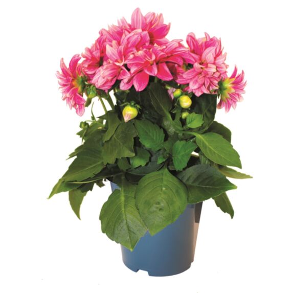 Pot Dahlias en variété ∅19cm