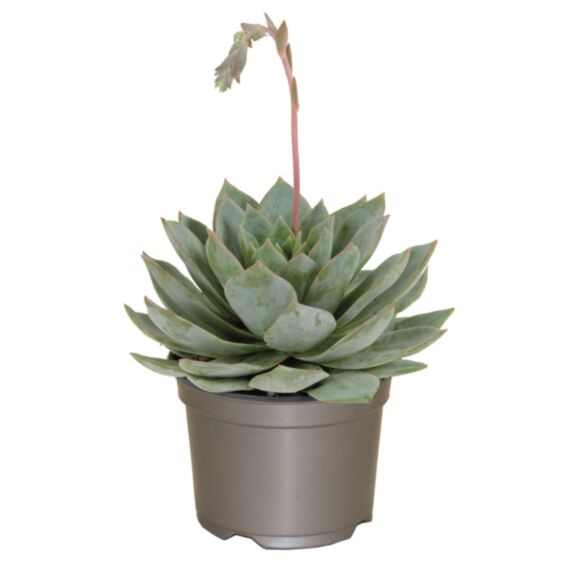 Pot Echeveria ∅10,5cm