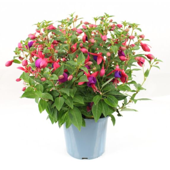 Pot Fuchsia ∅19cm