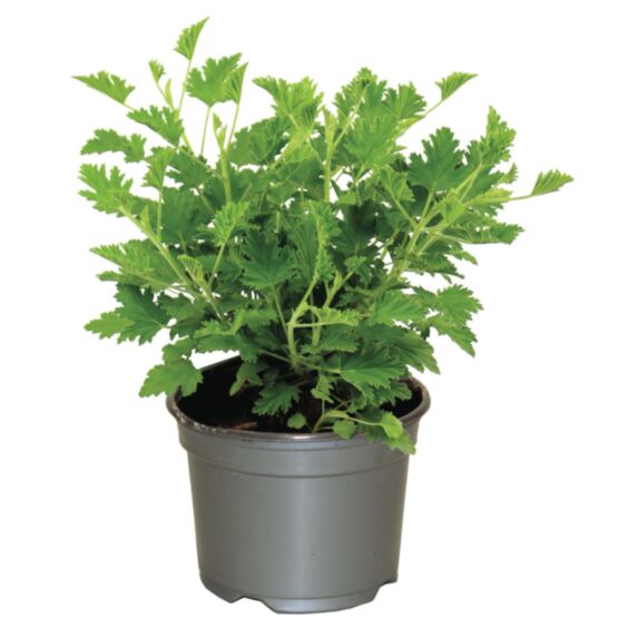 Plante Géranium odorant pot 10,5cm vert - JARDIN DE VOS ENVIES