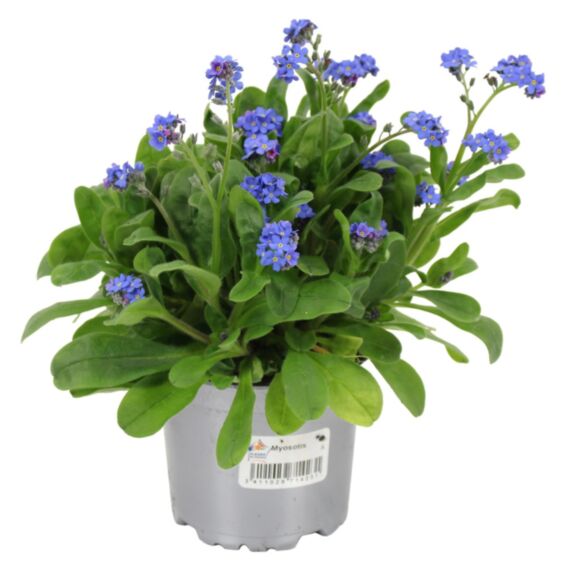 Pot Myosotis Alpes ∅10,5cm