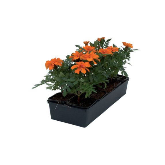 10 plantes œillet d'Inde