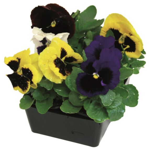 6 Pensées Variées ∅7cm