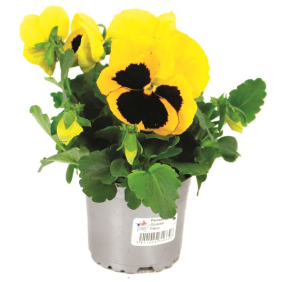 Pot Pensées Variées ∅10,5cm