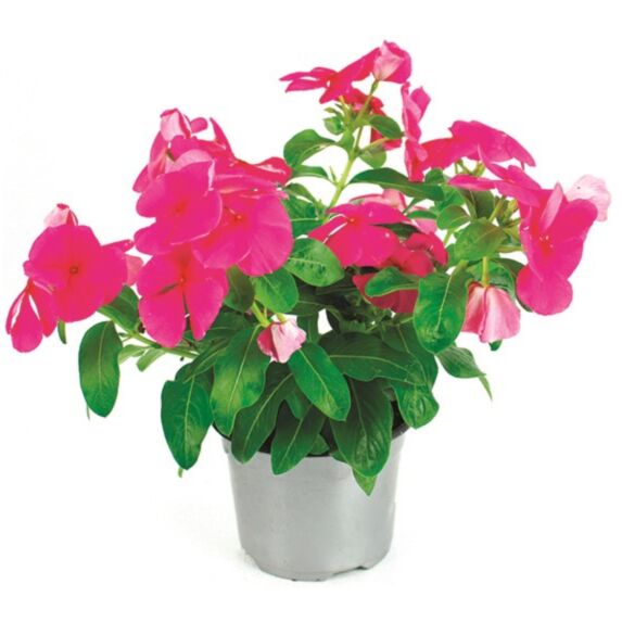 Pot Pervenche de Madagascar ∅10,5cm