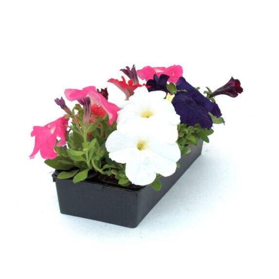 10 Pétunias en Semis ∅7cm