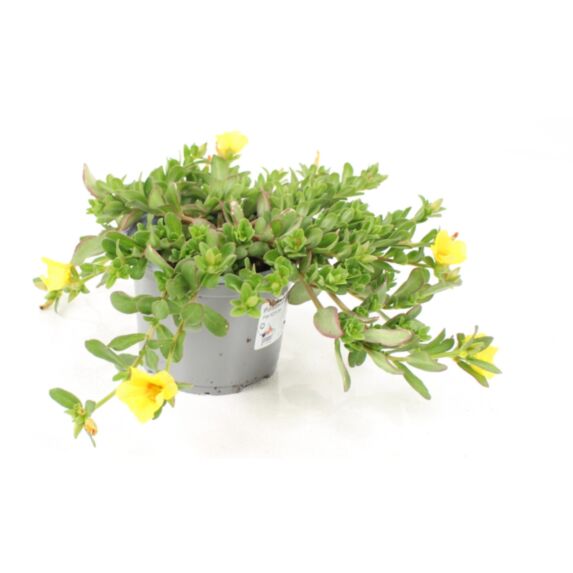 Pot Portulaca ∅10,5cm
