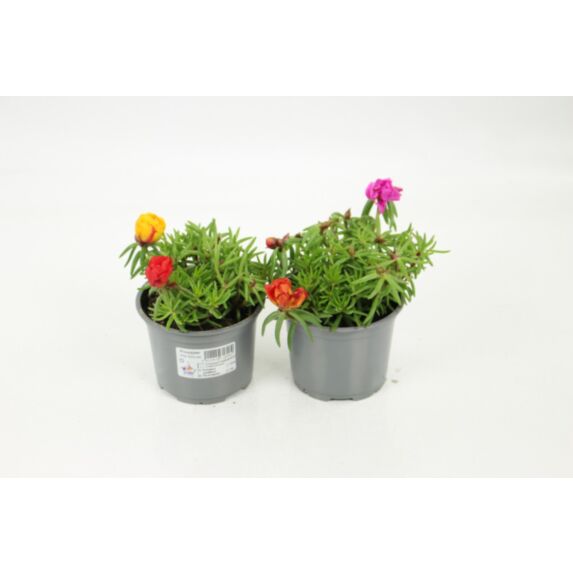Pot Pourpier ∅10,5cm
