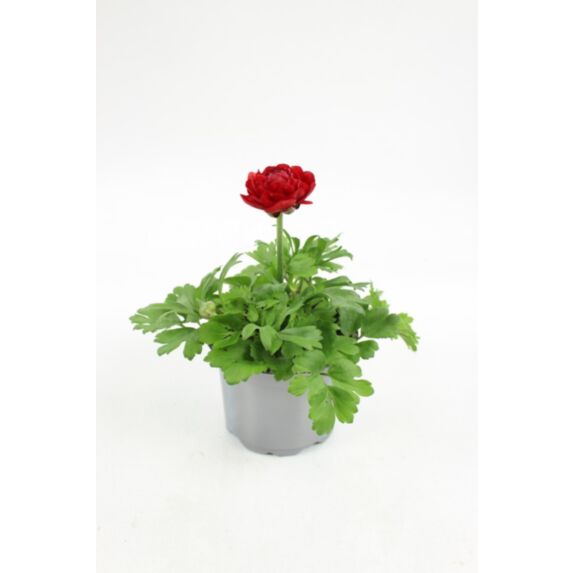 Pot Renoncule ∅10,5cm