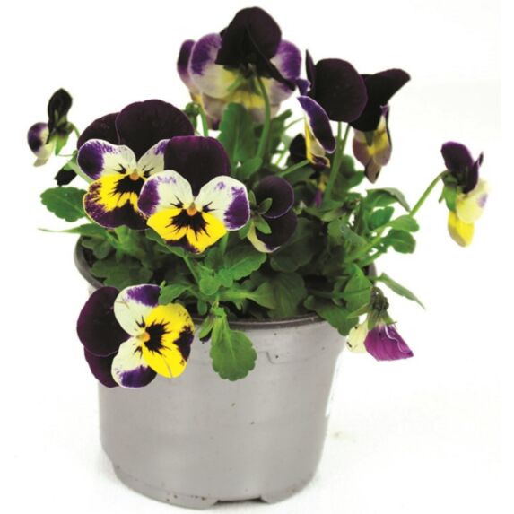 Pot Viola Cornuta ∅11cm