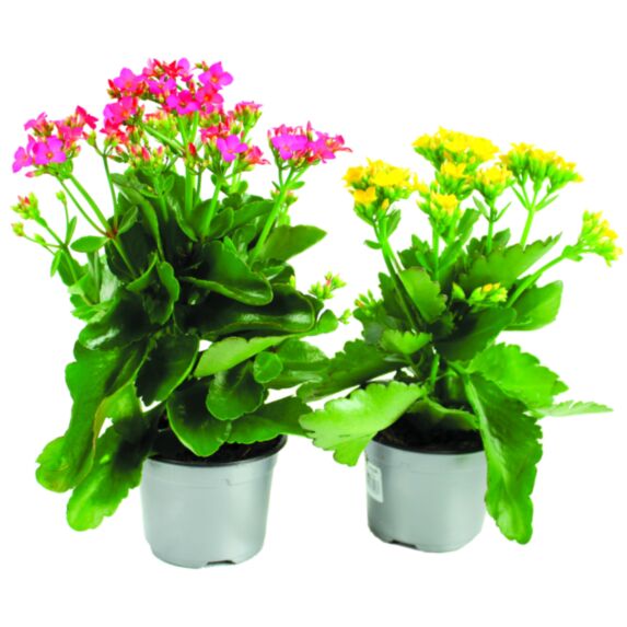 Pot Kalanchoé ∅10,5cm