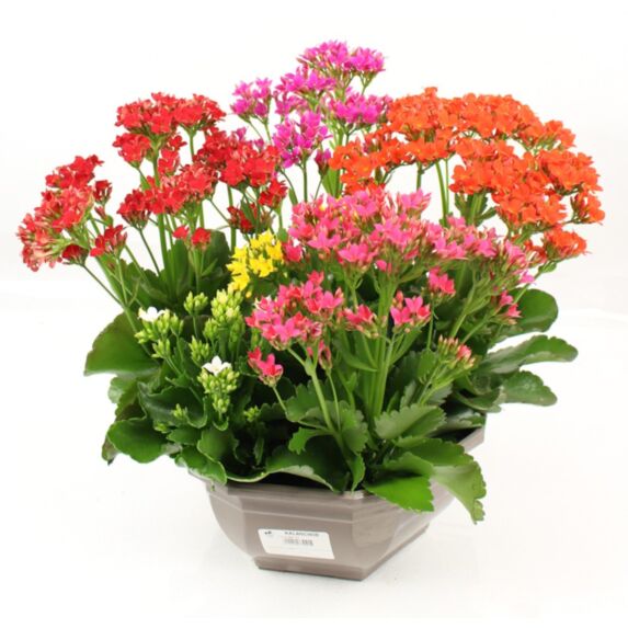 Kalanchoé 27cm