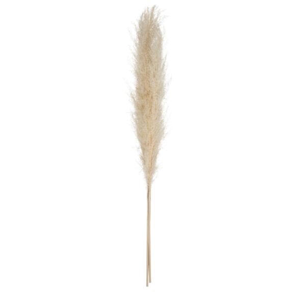 Pampa naturelle Gobi beige H110cm x3 - ATMOSPHERA