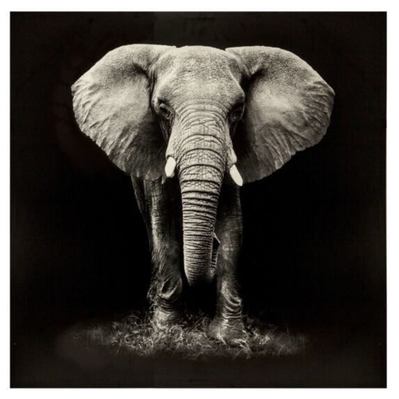 Toile imprimée Éléphant 100x100 - ATMOSPHERA