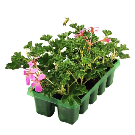 Géranium lierre simple barquette 10 plants