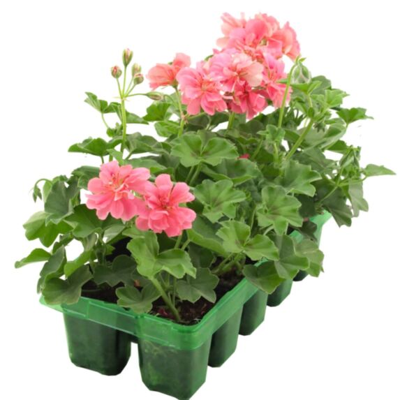 Geranium lierre double barquette 10 plants