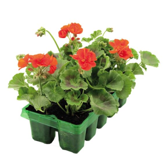 Géranium zonal barquette 10 plants