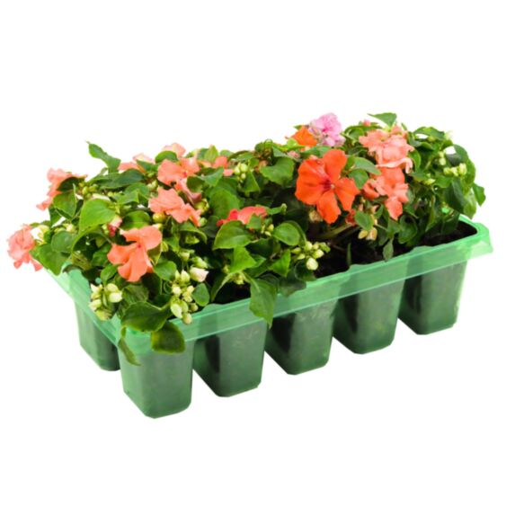 Impatiens barquette 10 plants