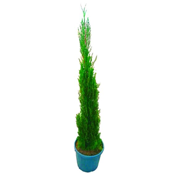 Cyprès de florence (cupressus sempervirens pyramidalis)