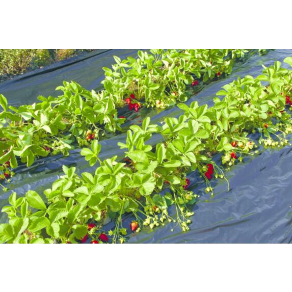 Film paillage fraise recyclé 1,4x10m