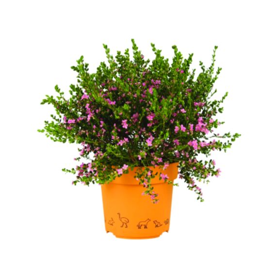 Boronia crenulata