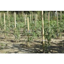 Tuteur tomate acacia 22x22mmxh1,50m - NORTENE