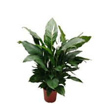 Indoor Small Cobra - VANERON