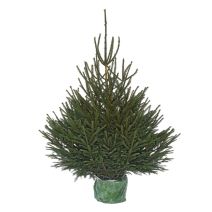 Sapin de Noël Epicea H.80/100cm