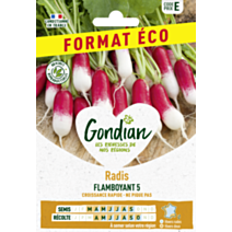 Radis Flamboyant 5 - GONDIAN