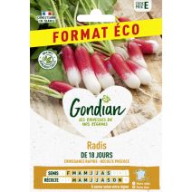 Radis de 18 Jours - GONDIAN