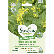Plantes utiles au sol - Moutarde Blanche - GONDIAN