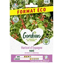 Haricot d'Espagne Varié - GONDIAN