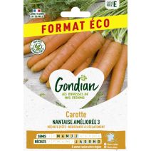 Carotte Nantaise Améliorée 3 - GONDIAN
