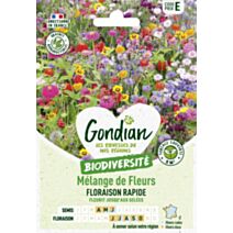 Mélange de fleurs Floraison Rapide - GONDIAN