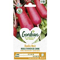 Radis Rose d'Hiver de Chine - GONDIAN