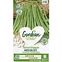 Haricot Matilda - GONDIAN